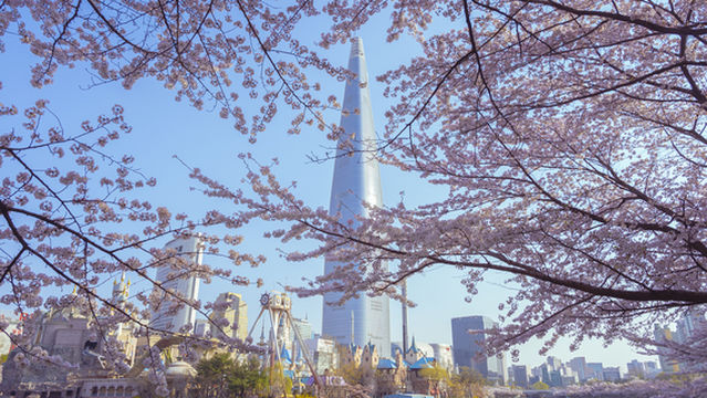 Cherry Blossom Viewing in Seoul