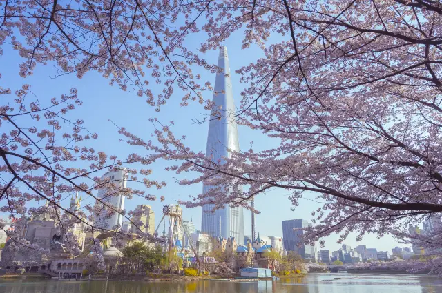 Cherry Blossom Viewing in Seoul