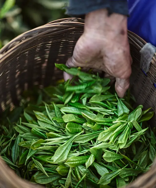 Tea Picking in Ya'an