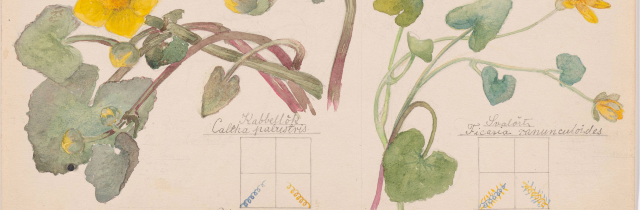 Hilma af Klint: What Stands Behind the Flowers | The Museum of Modern Art