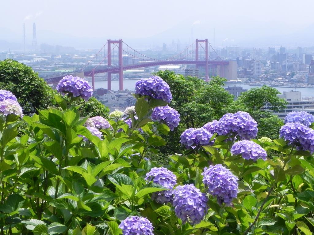 Wakamatsu Hydrangea Festival | Kitakyushu