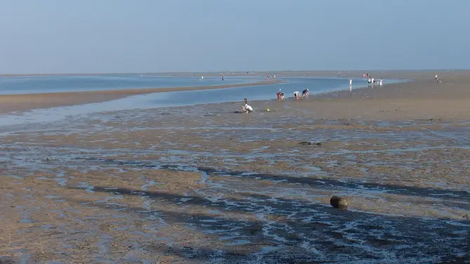 5_紅樹林天天趕海