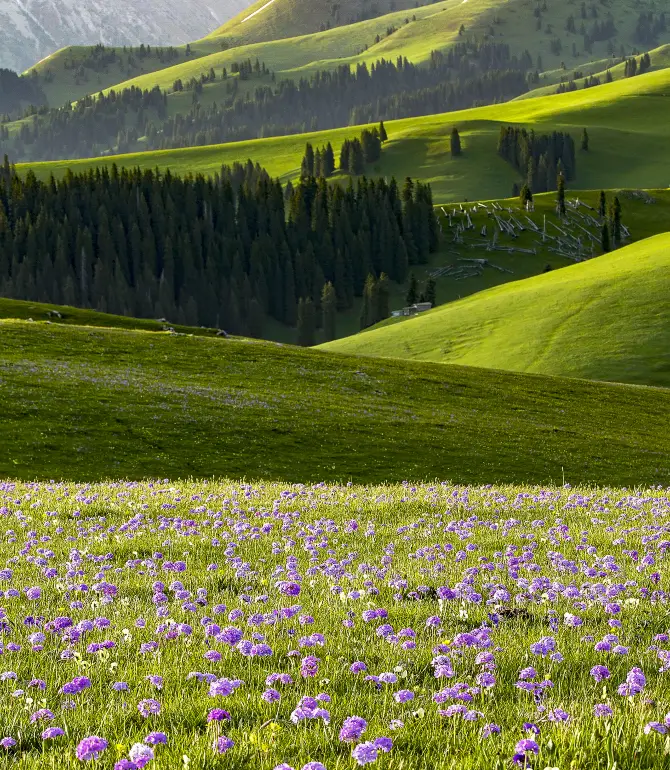 Kalajun Grassland