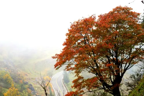 轎子雪山
