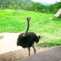 Alpaca Hill ดินแดนคนรักสัตว์