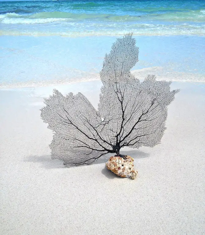 Grand Bahama