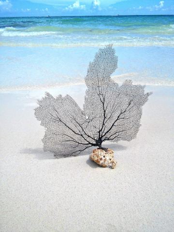 Grand Bahama