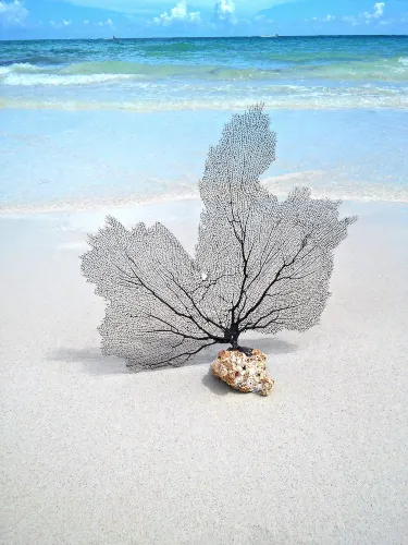 Grand Bahama