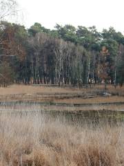 Oisterwijkse Bossen en Vennen