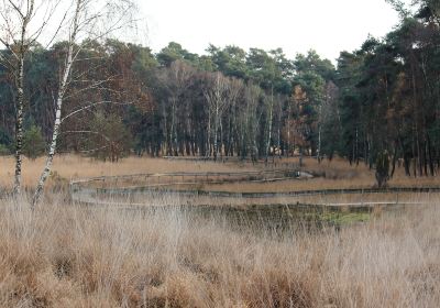 Oisterwijkse Bossen en Vennen