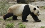 Bifengxia Panda Reserve