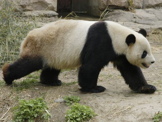 Bifengxia Panda Reserve