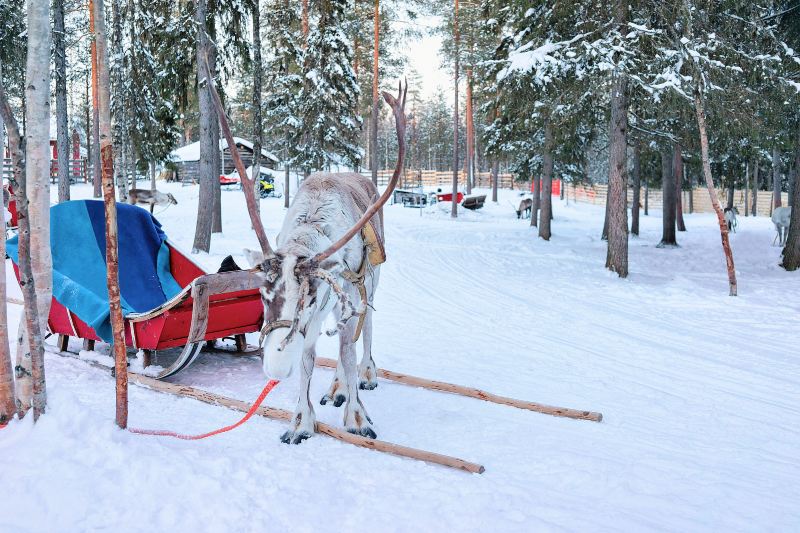 Dog Sledding Park