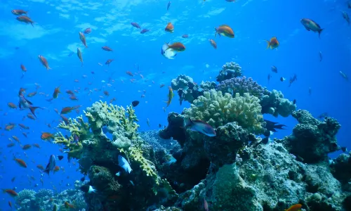Museum of Oceanography