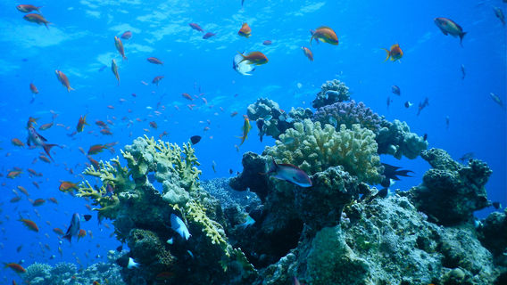Nha Trang