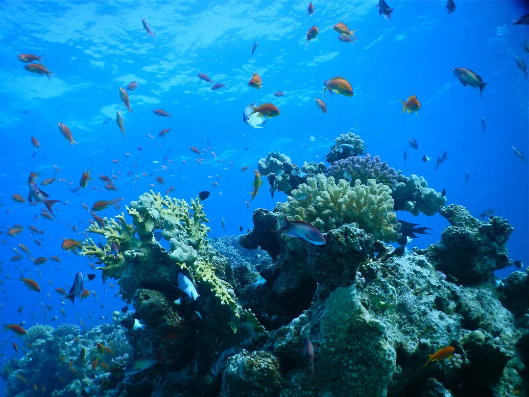 3_Museum of Oceanography