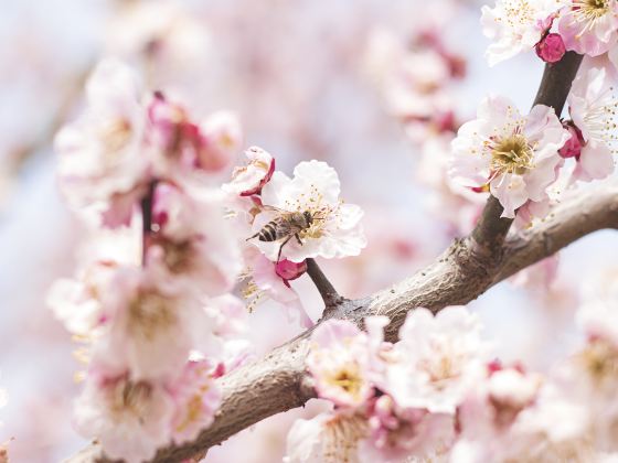 Shengshi Cherry Blossom Valley
