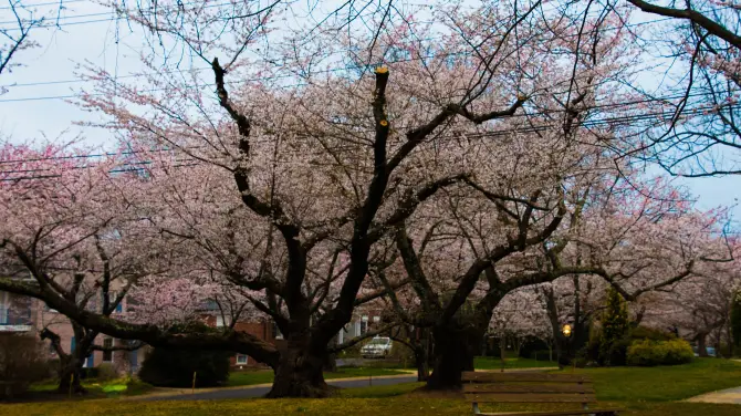 Cherry Blossom D.C.: Kenwood (Bethesda, MD)