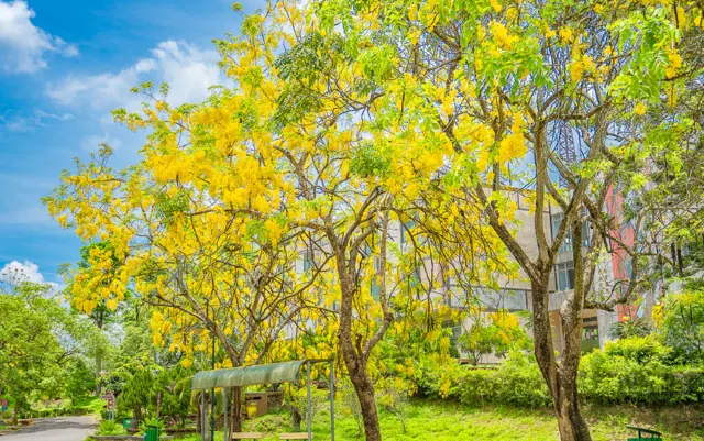 台湾のお花見スポット