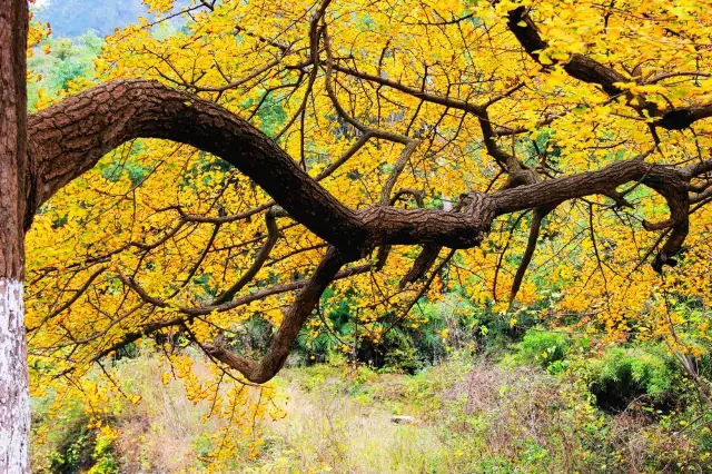 Ginkgo Trees in Xiaogan