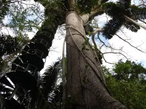 Panama Rainforest Discovery Center