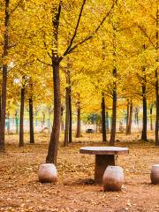 Ginkgo Forest, Yang Mausoleum of Han