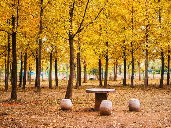 Ginkgo Forest, Yang Mausoleum of Han