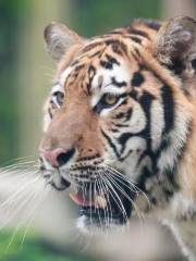 上海野生動物園