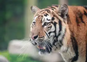 上海野生動物園