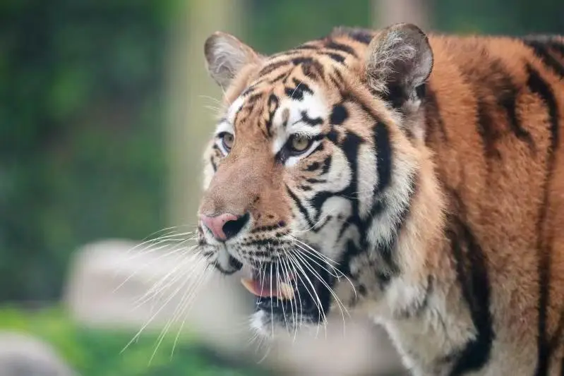 Parc animalier sauvage de Shanghai