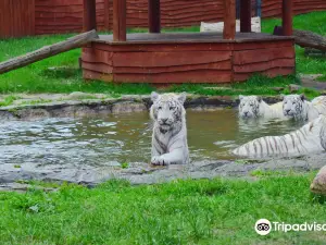 Zoo Safari