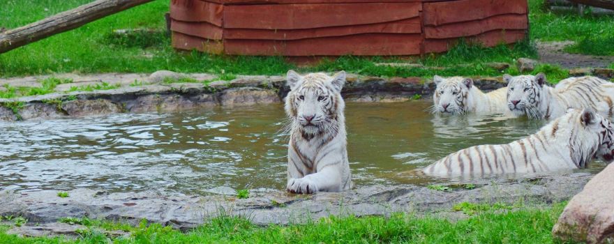 ZOO Safari Borysew