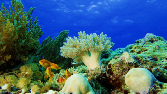 One Ocean Dive Centre - Stone Town