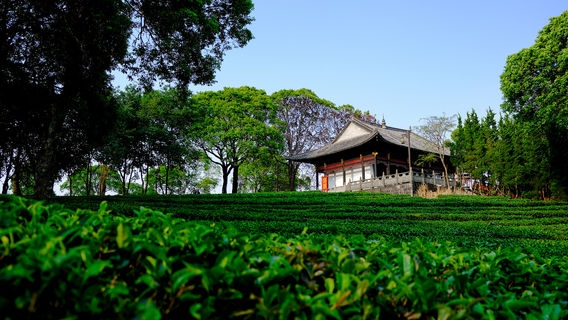 China Pu-Erh Tea Exhibition Garden
