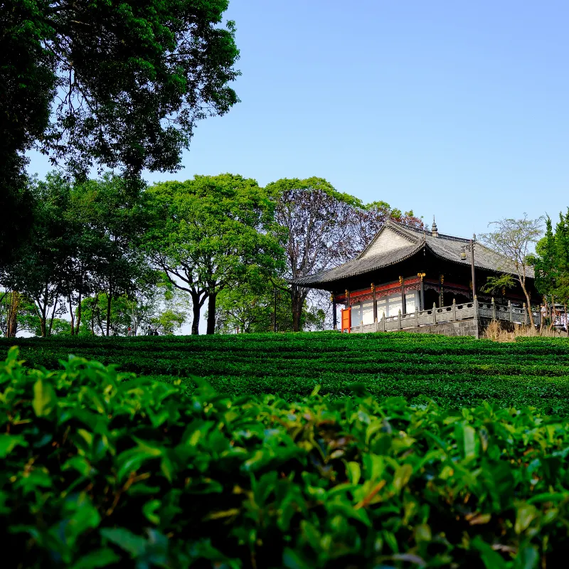 中華普洱茶博覽苑
