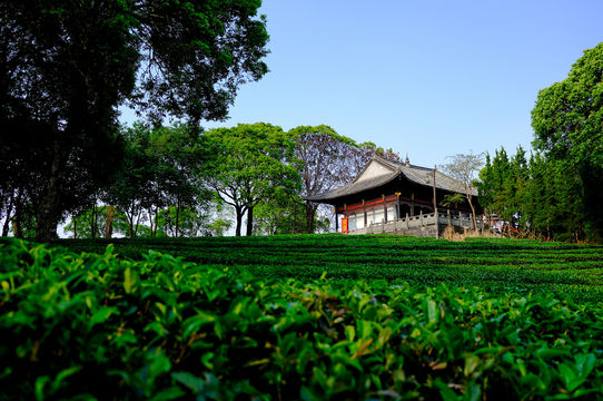 China Pu-Erh Tea Exhibition Garden