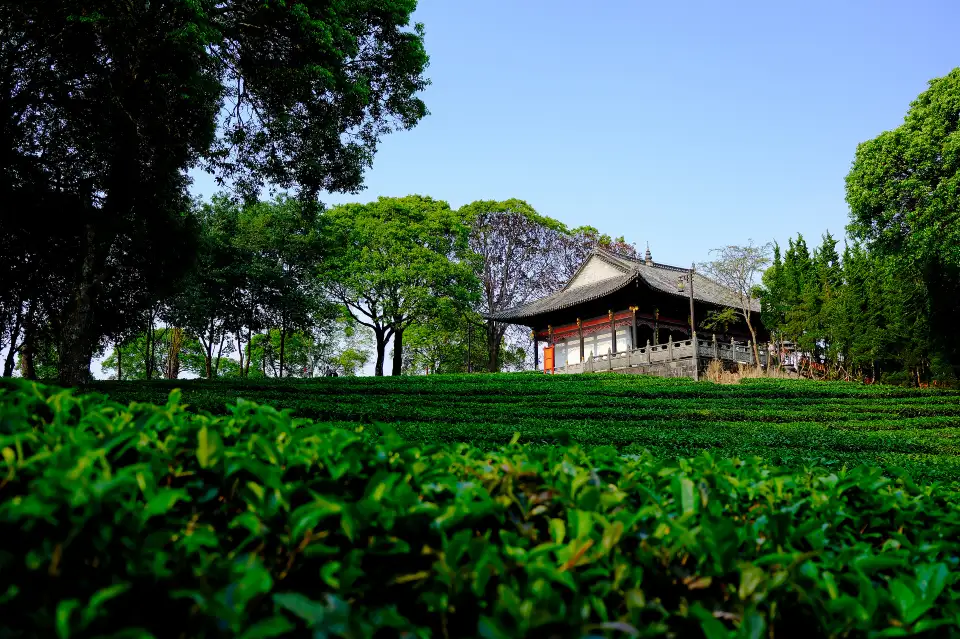 1_China Pu-Erh Tea Exhibition Garden