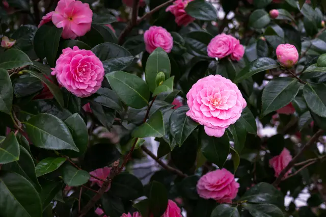 Camellia Viewing on Jeju Island