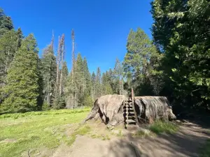 The Big Stump Grove