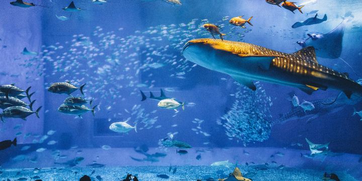 Okinawa Churaumi Aquarium