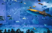沖縄美ら海水族館