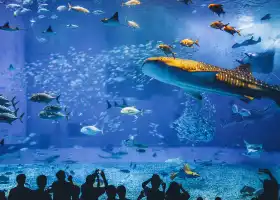 沖繩美麗海水族館