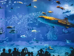 沖繩美麗海水族館