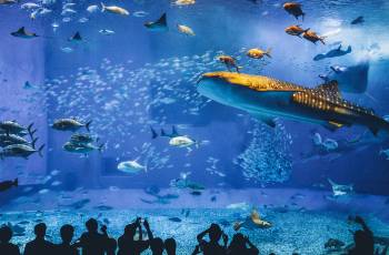 Top 50 Best Things to Do in Okinawa Prefecture