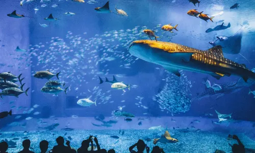 Acquario Churaumi
