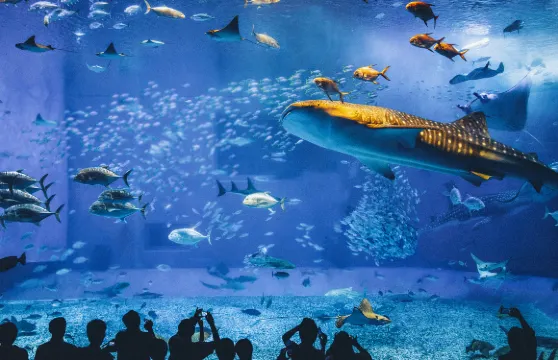 沖繩美麗海水族館門票學生（高中生）