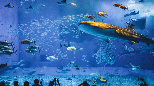 沖繩美麗海水族館