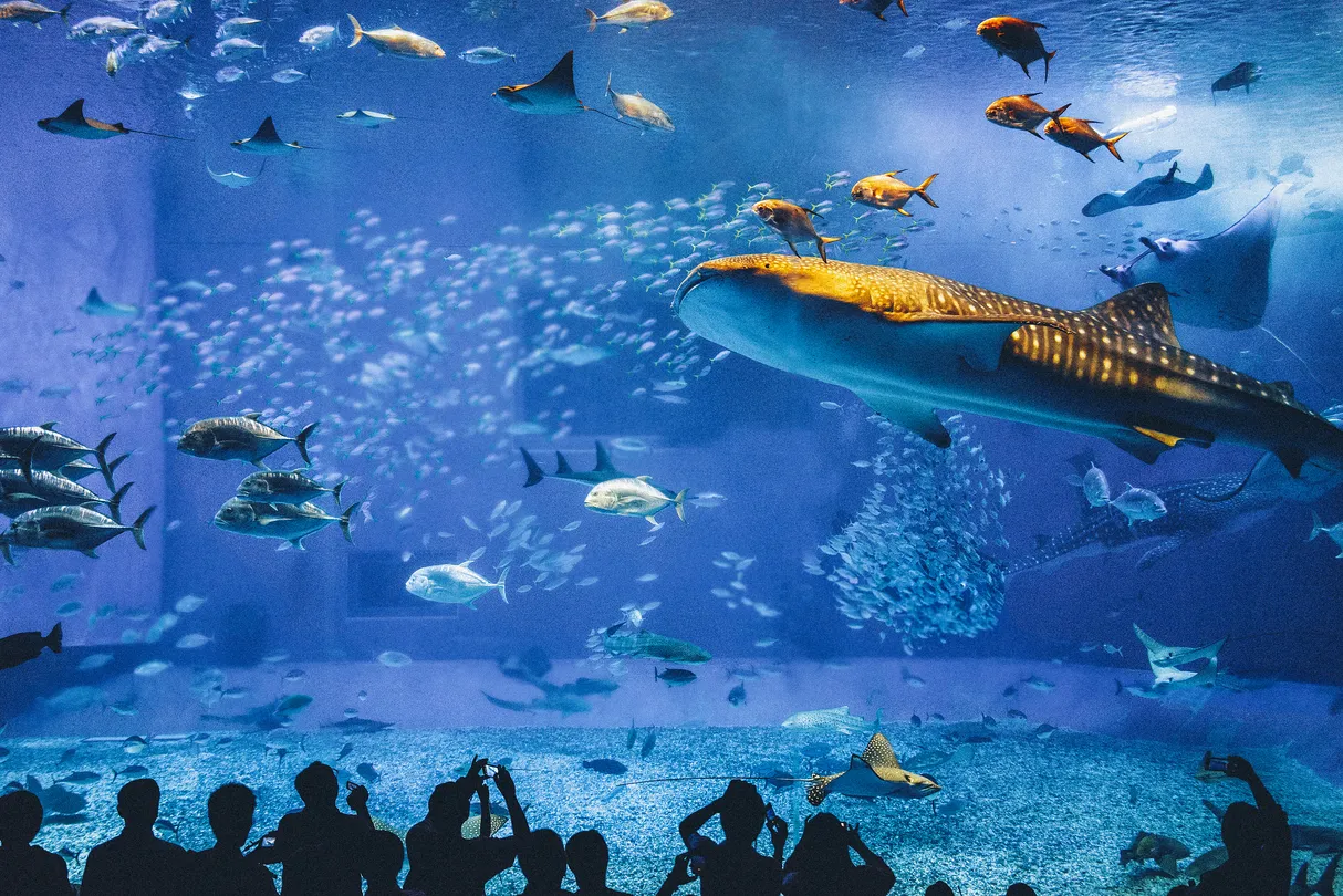 1_沖縄美ら海水族館