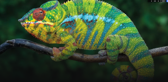 Reptiles Alive! | Field Museum