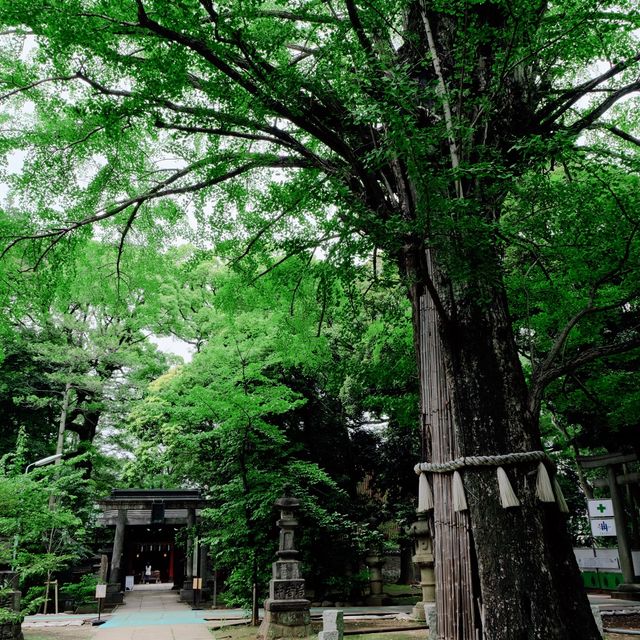 赤坂氷川神社